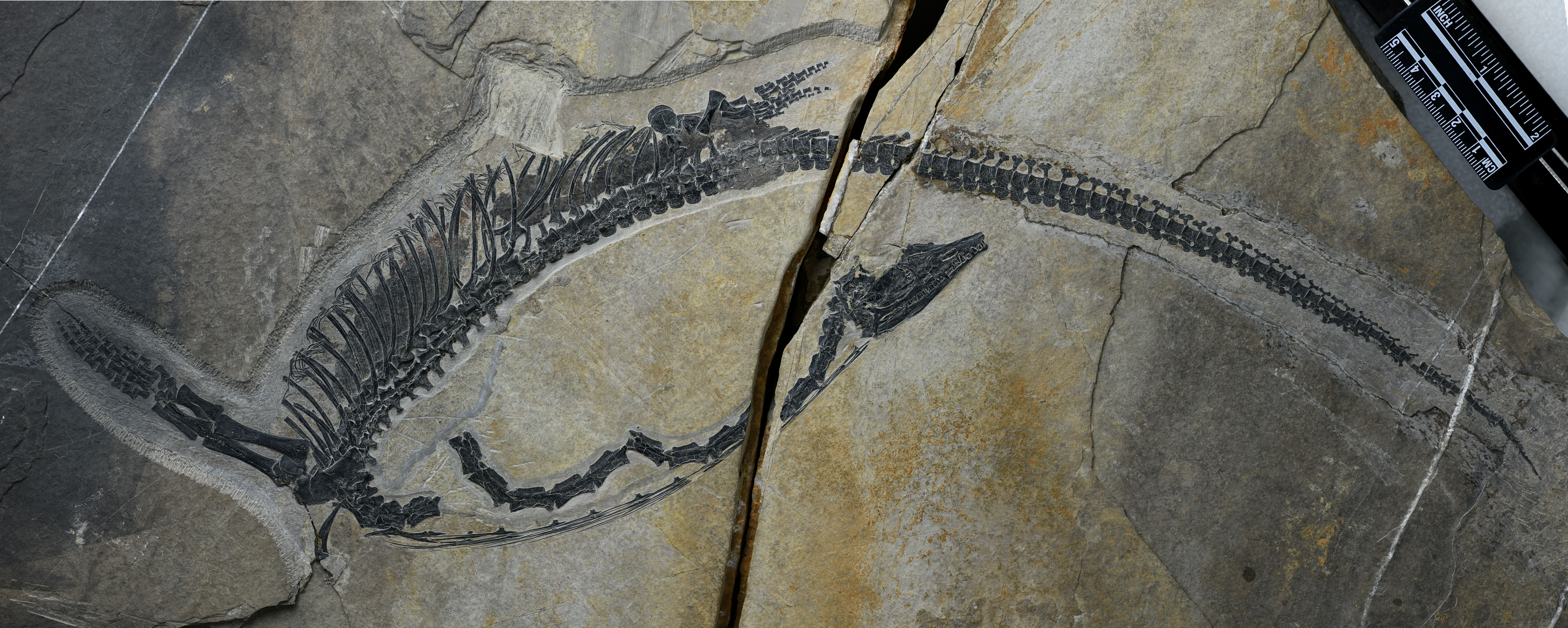 A picture of the Austronaga showing an almost fully articulated skeleton with dark material in the chest cavity. A picture of the Austronaga showing an almost fully articulated skeleton with dark material in the chest cavity.